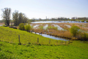 floodplains along the Rhine, Netherlands, Gelderland