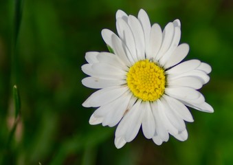 Obraz premium Fiori e primavera