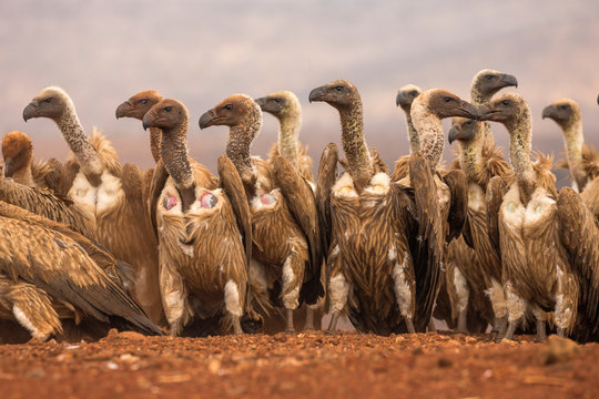 Kettle of white backed vulture at Zimanga Private Game Reserve