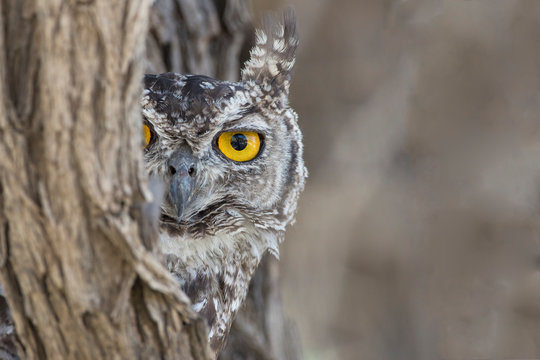 Portrait of spotted eagle owl looking out from tree trunk