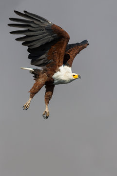 African fish eagle flying in sky