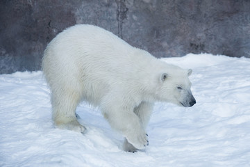 Polar bear cub is walking on the white snow. Ursus maritimus or Thalarctos Maritimus.