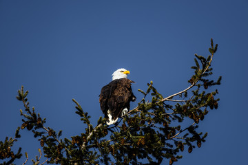 bald eagle on branch