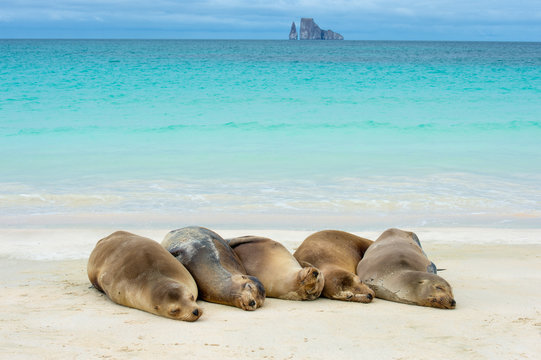 Galapagos sea lion resting on beach