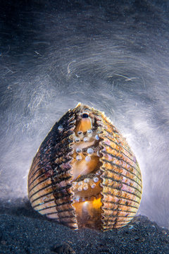 Veined octopus sheltering in shell
