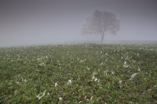 View of rapeseed field with tree in fog