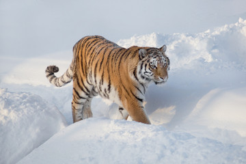 Fototapeta na wymiar Wild siberian tiger is walking on the white snow. Panthera tigris tigris. Animals in wildlife.
