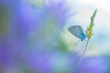 Escher's blue butterfly pollinating on stem