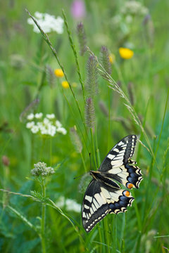 Old world swallowtail perching on plant