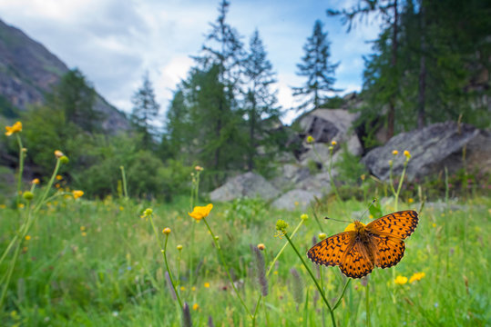 Titania's fritillary pollinating on buttercup
