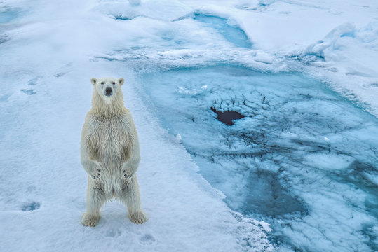 Portrait of polar bear standing on sea ice