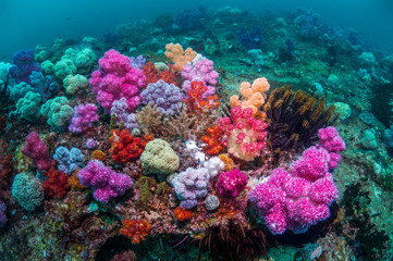 Coral reef with soft coral in sea