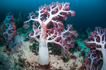 Coral reef with soft coral in sea