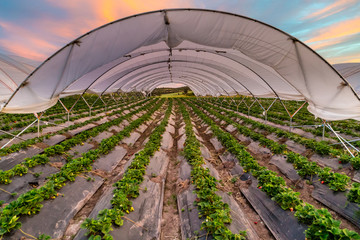 Campo de frutillas