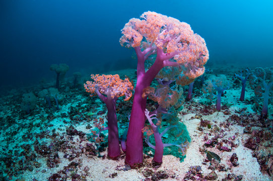 Coral reef with soft coral in sea