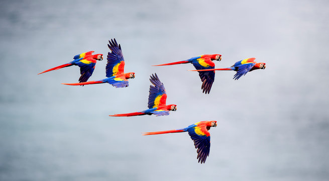 Flock of scarlet macaw flying in sky