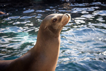 Fototapeta premium Sea Lion