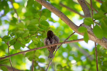 Little Bird in a Tree