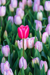 Dark pink tulip among pink tulips. Flower background. Tulips in nature. 