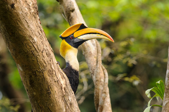 Great hornbill in forest