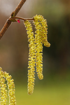 Close up of catkins on hazel tree