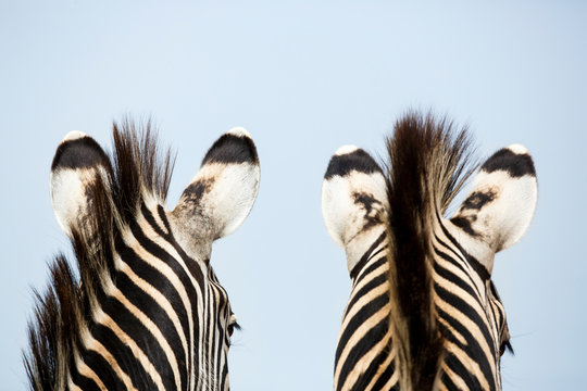 Close up of two burchell's zebra standing at Rietvlei Nature Reserve