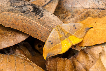 Oak hook tip moth on leaf