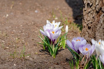 Beautiful gentle crocus bushes bloom in early spring, the symbol of the beginning of the year, the concept of Easter