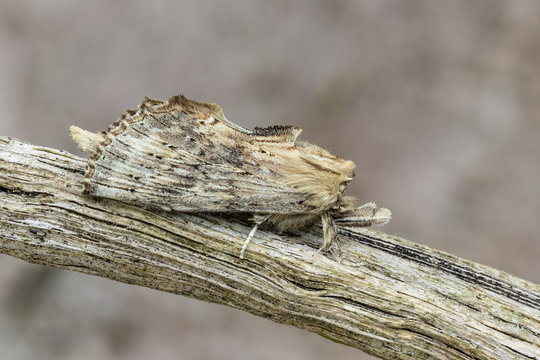 Pale prominent moth on branch