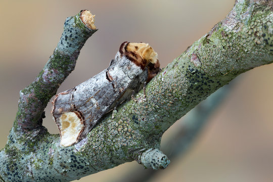 Buff tip moth on twig