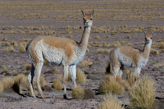 Portrait of vicuna and calf standing on landscape