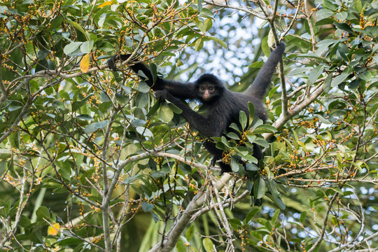 Portrait of spider monkey climbing on tree in Madidi National Park