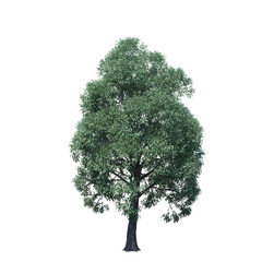 single tree on white background, 3d rendering,clipping path