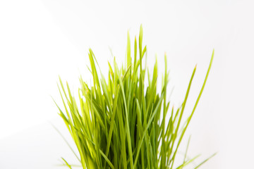 Green young fresh grass on white background. Spring mood. Easter objects