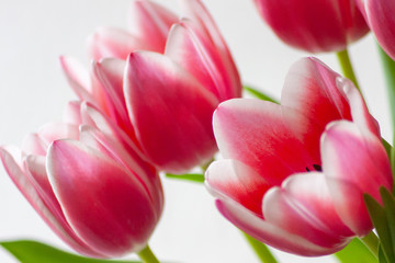 Bezauberndes weiß-rosa-rotes Tulpenblüten-Ensemble in der Nahaufnahme als Geschenk für liebe...
