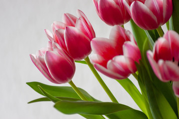 Bezauberndes weiß-rosa-rotes Tulpenblüten-Ensemble in der Nahaufnahme als Geschenk für liebe...