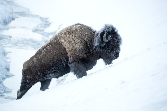 American bison walking on snowy landscape
