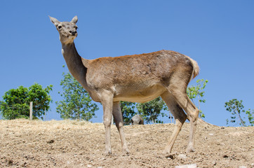 Animal de zoológico