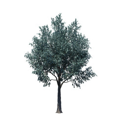 Fototapeta premium single tree on white background, 3d rendering,clipping path