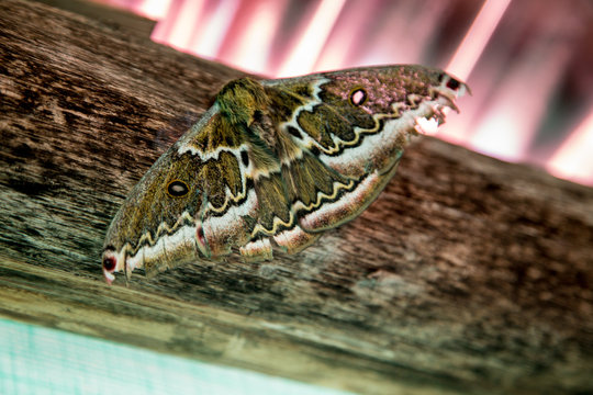 รูปภาพPolilla – เลือกดูภาพถ่ายสต็อก เวกเตอร์ และวิดีโอ514 | Adobe Stock