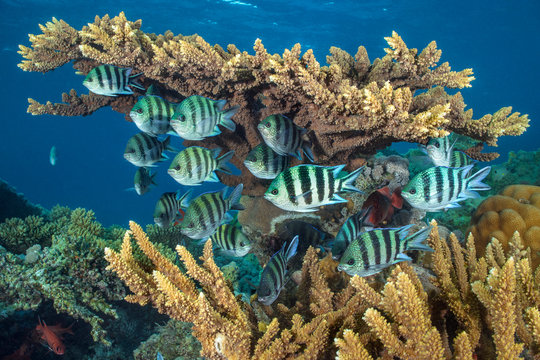 Scissortail sergeant fish sheltering in coral reef in sea