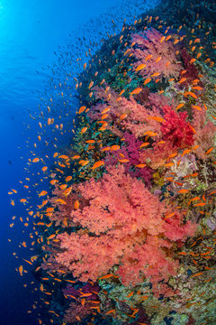 Shoal of sea goldie with coral reef in sea