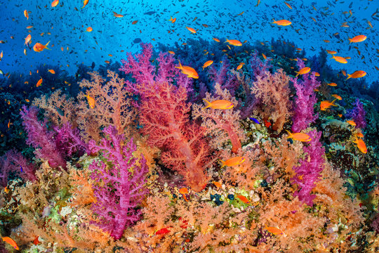 Shoal of sea goldie with coral reef in sea