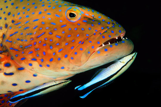 Close up of roving coral grouper with bluestreak cleaner wrasse in sea