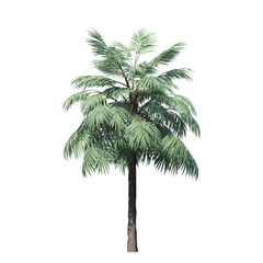 Obraz premium single tree on white background, 3d rendering,clipping path