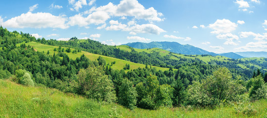 Fototapeta na wymiar panorama of mountainous countryside in summer. rural fields on grassy hills. ridge in the distance. wonderful sunny weather