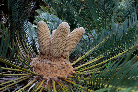 Cycad growing outdoors