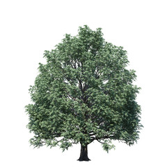 Fototapeta premium single tree on white background, 3d rendering,clipping path