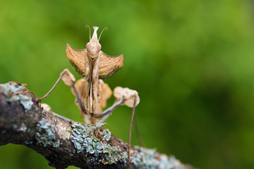 Close up of devil's flower mantis on branch