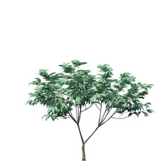 single tree on white background, 3d rendering,clipping path
